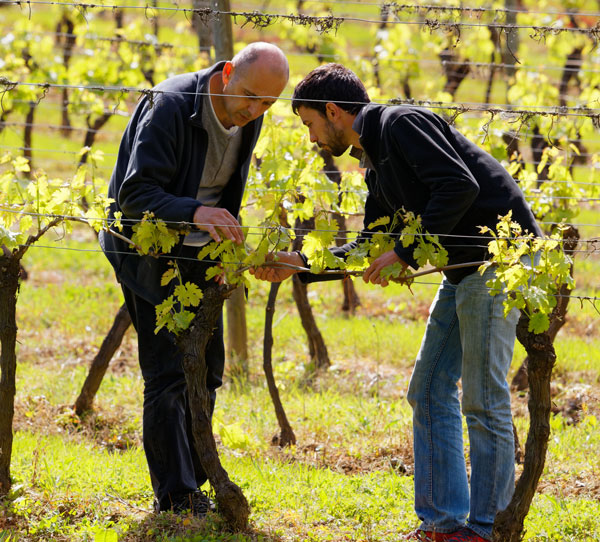 Vinerons analysant la vigne