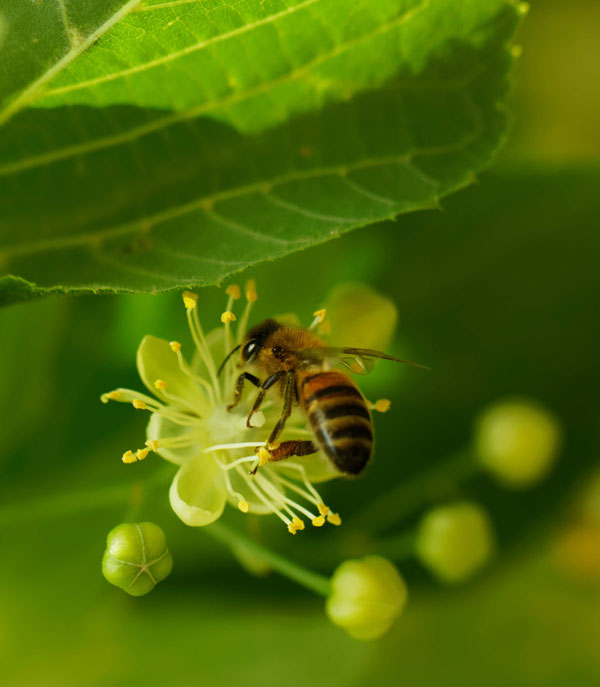 Abeille qui butine