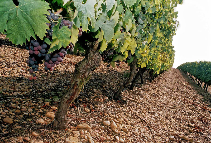 Terroir du Brulhois